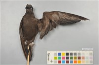 藏品(白腰叉尾海燕)的圖片